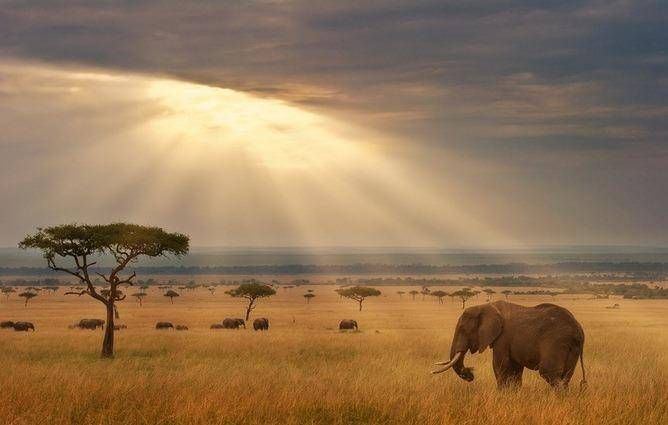 Budget Safaris